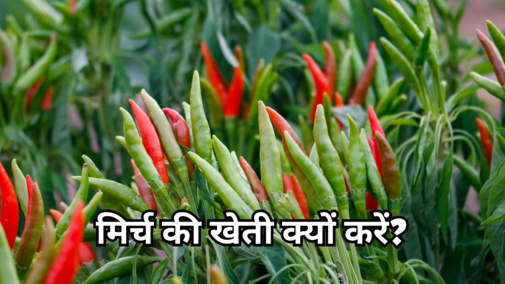 How to Start Chilli Farming Business