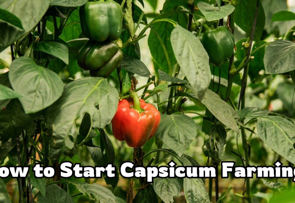 How to Start Capsicum Farming