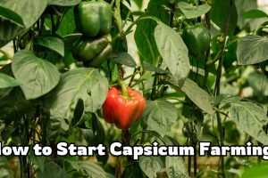 How to Start Capsicum Farming