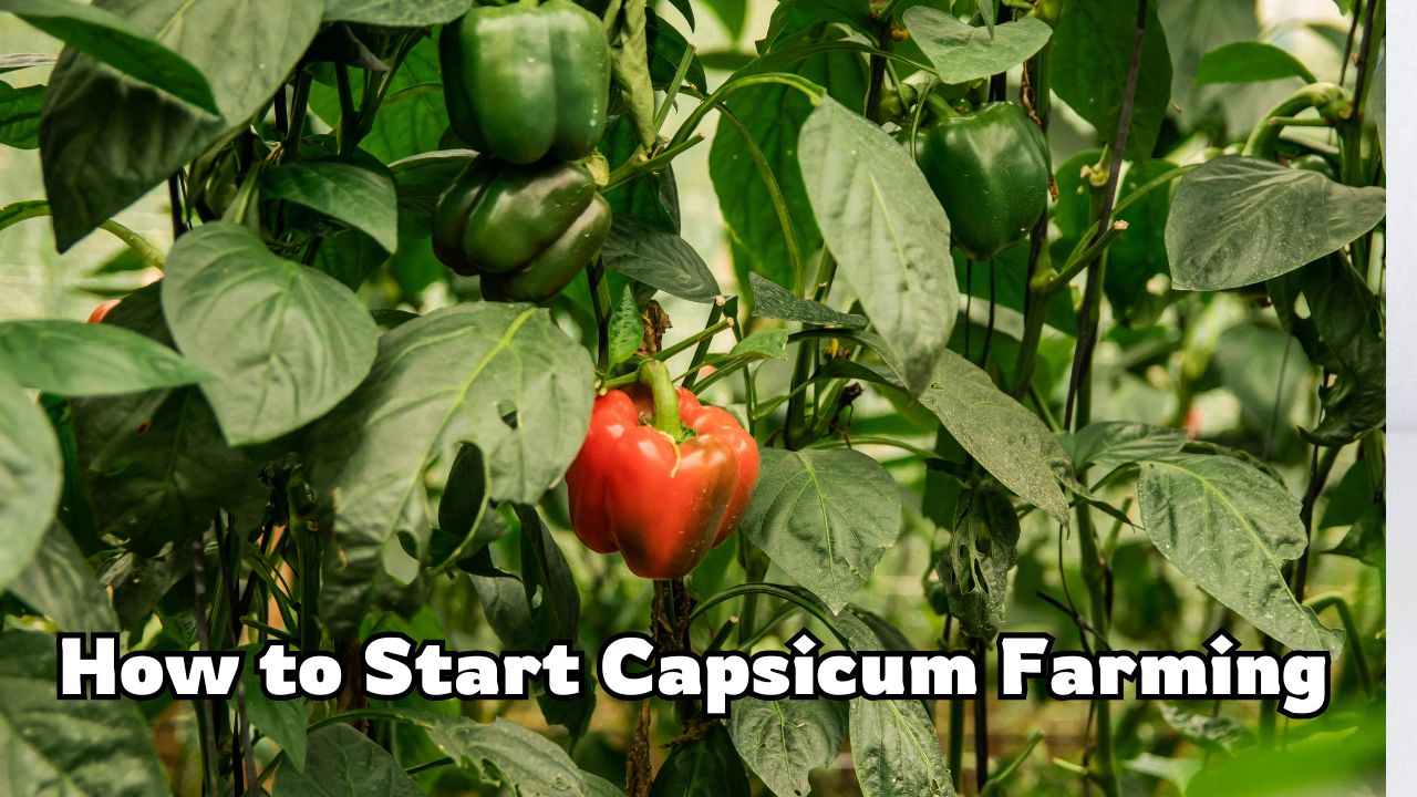 How to Start Capsicum Farming