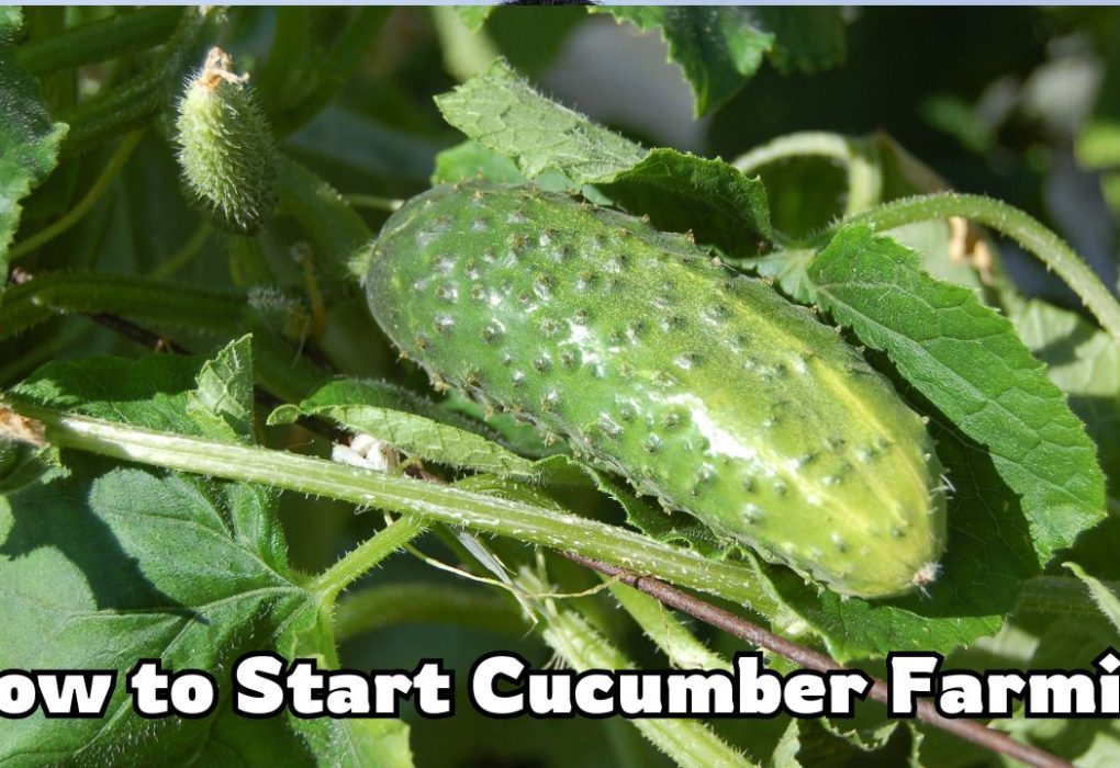 How to Start Cucumber Farming