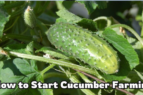 How to Start Cucumber Farming