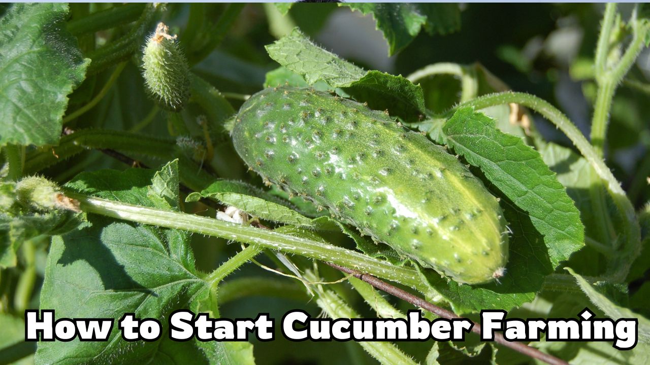 How to Start Cucumber Farming